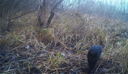 Vadkamera titkai. Forrás: Bükki Emlőstani Kutatócsoport Egyesület