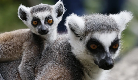 lemur 