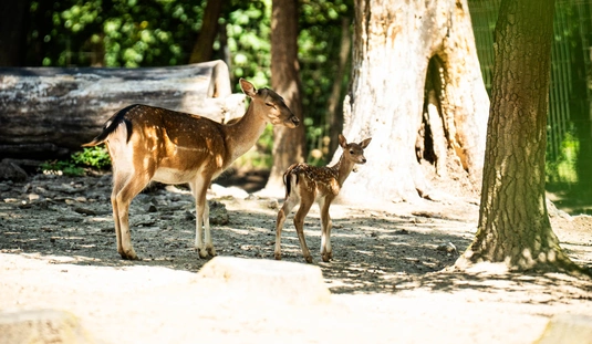 Dámszarvas borjak születtek a Miskolci Állatkertben 