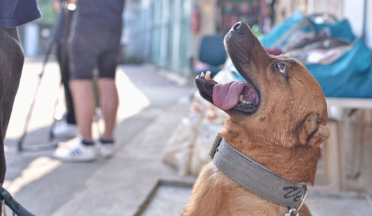 Nyílt nap - kutyasétáltatás