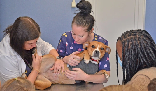  Állatok Világnapja a Miskolci Állatkórházban