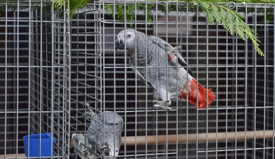 Díszmadár kiállítás a TTH-ban