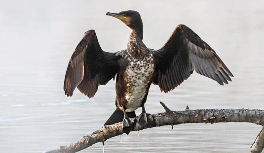 Téli madárvilág Miskolctapolcán