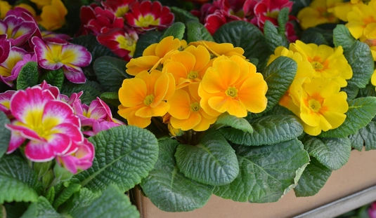 Nőnapi készület a virágkertészetben