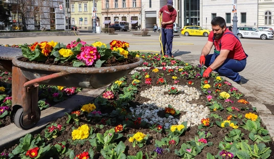 Kivirágzott a miskolci virágóra. Fotó: Mocsári László