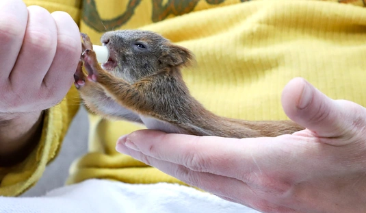 Kis mókusok, kis libák a Madármentő Állomáson Mályiban