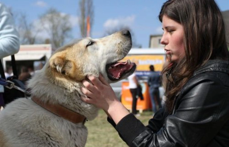 Városi rémhírnek tűnik az avasi kutyamérgezés!