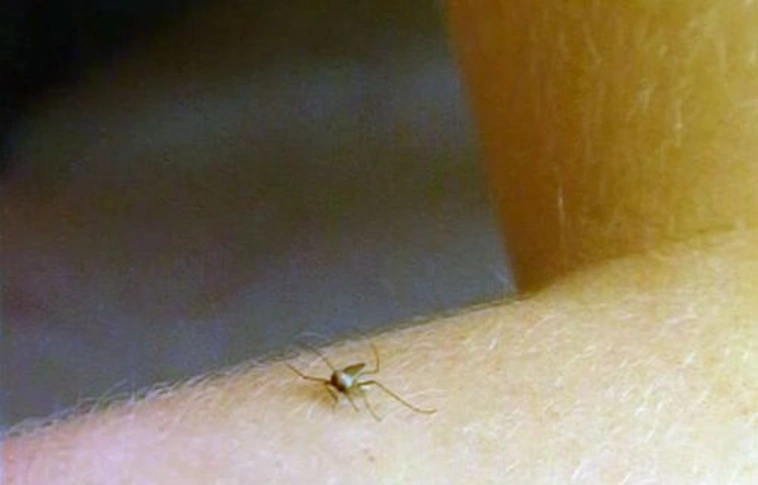 Ma és holnap már irtják a szúnyogokat