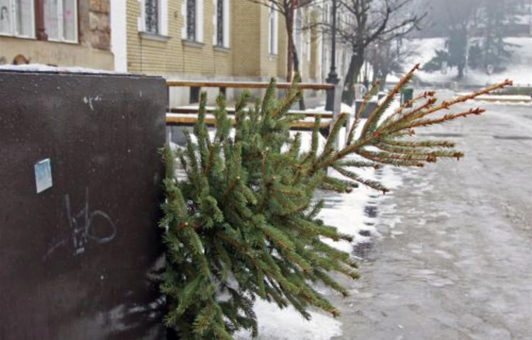 Még elviszik a kidobott fenyőket