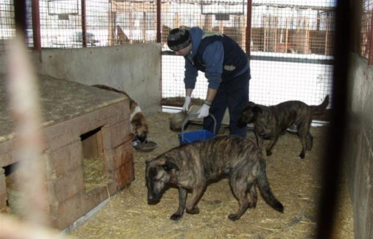 Túlzsúfolt a menhely, sétáltatják a kutyákat