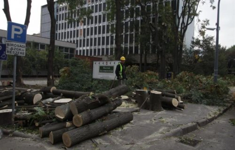 Kivágták a fákat a bíróság mellett
