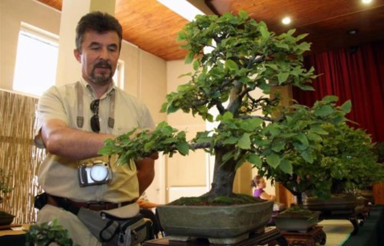 Miskolci kiállítás a "bonsai-kultúráról"