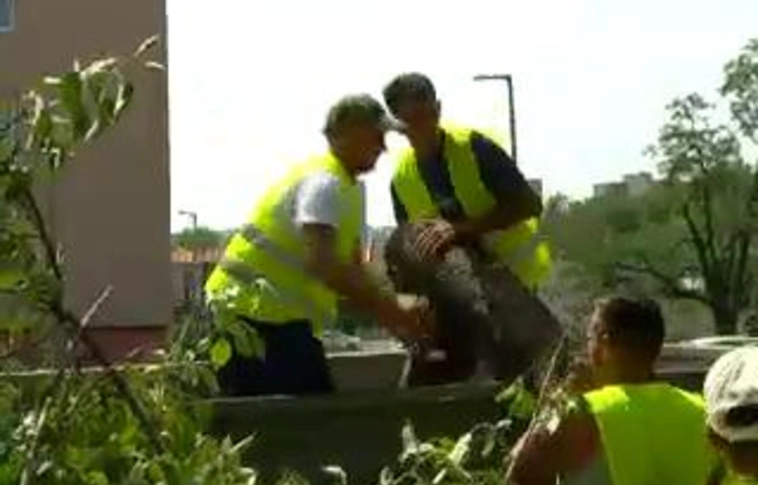 Rászorulók tüzelhetnek a kivágott fákkal