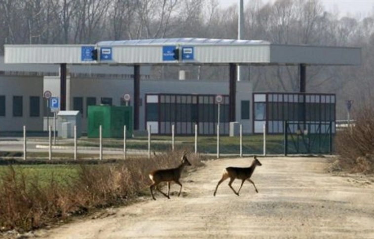 Autósok kontra szerelmes őzbakok