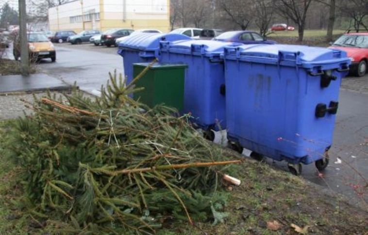 Fenyőfák sorsa karácsony után