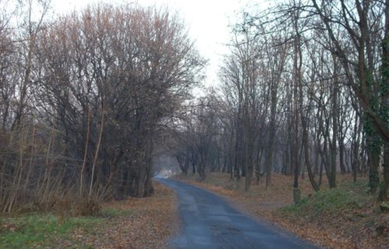 Kivágják az avasi bálványfákat
