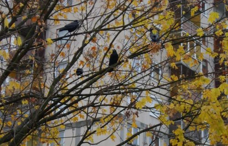 Balti varjak hozzák a hideget?