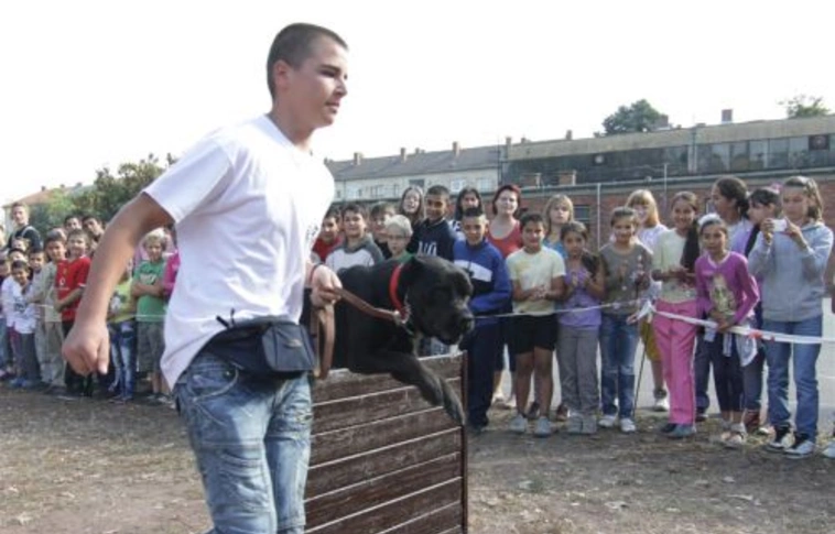 Kutyáztak a selyemréti általános iskolában