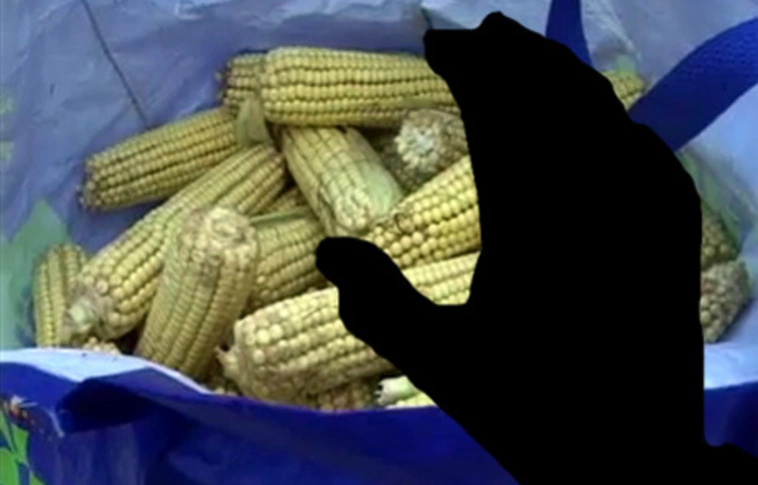 Rács mögé kerülhet, aki kukoricát lop