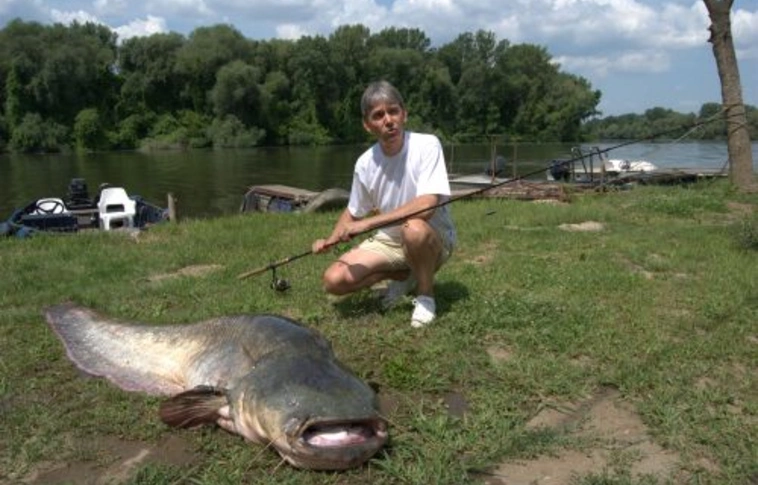 Óriási harcsa a Tisza-tóból