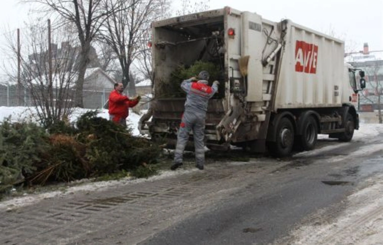 Gyűjtik a kidobott karácsonyfákat