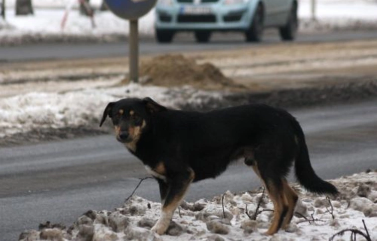 Kóborló kutyák Miskolc utcáin