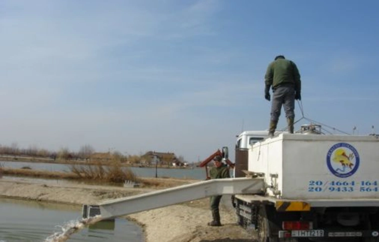 Haltelepítés a Tisza-tónál
