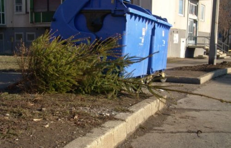 Idén is gyűjtik a fenyőket