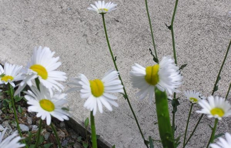 Mutáns százszorszépek nőnek Fukushima közelében