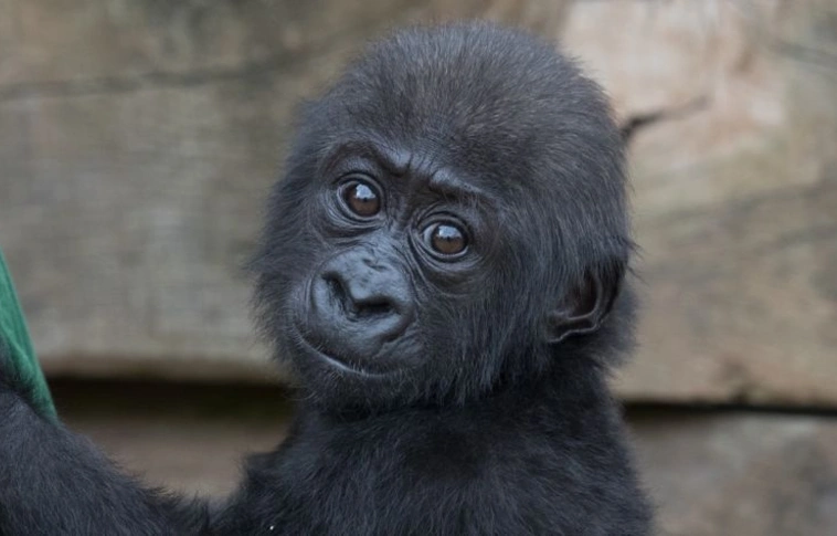 Mégsem nevetnek a kis gorilla furcsa nevén egy kínai állatkertben 