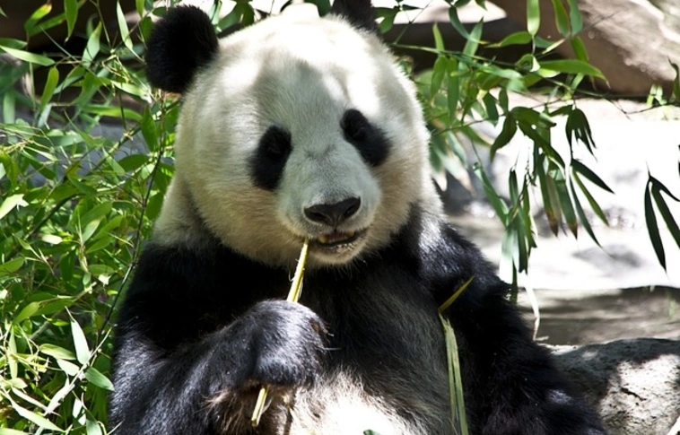 Nem veszélyeztetett faj többé az óriás panda