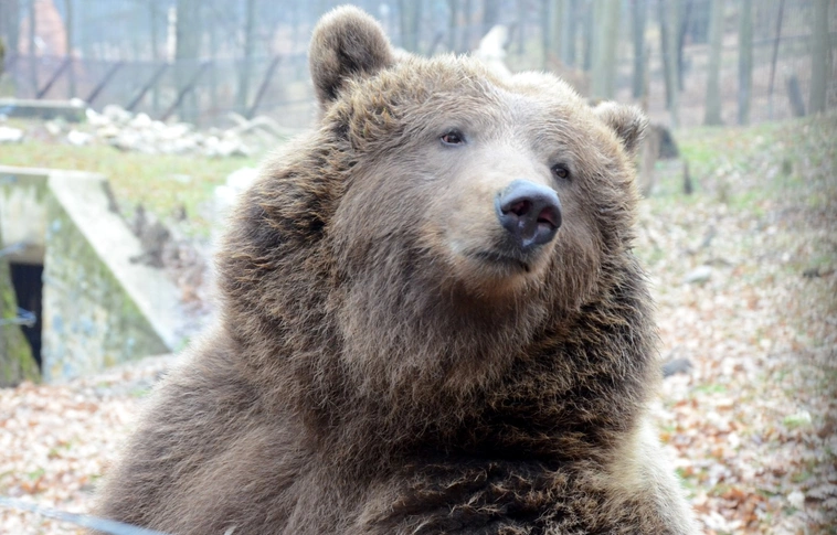 Kijött a miskolci medve, de nem látta meg az árnyékát! Itt a tavasz?
