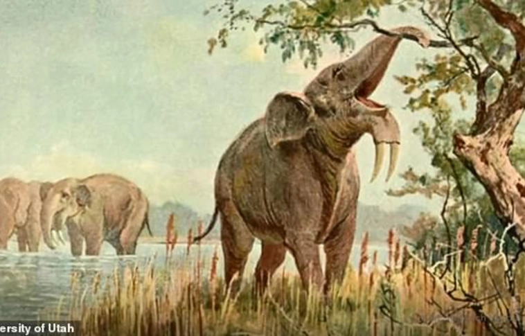 Nem az ősember irthatta ki Afrika hatalmas növényevő emlőseit