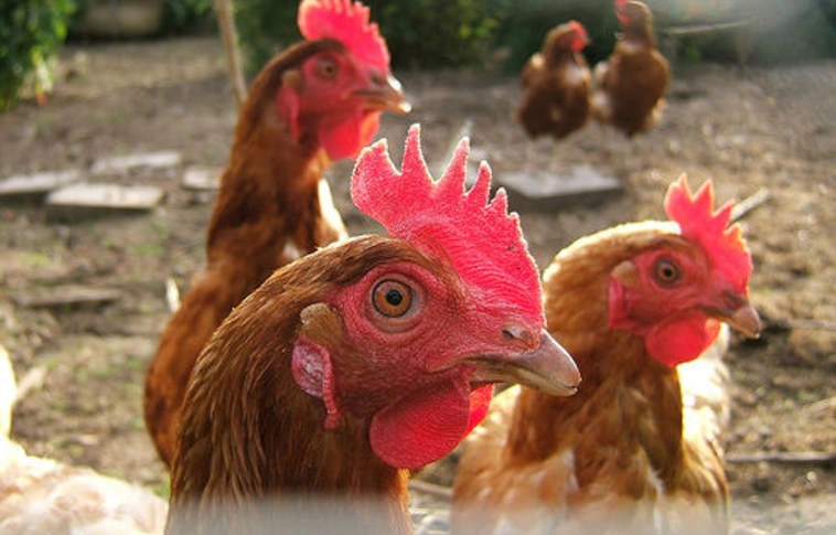 Génszerkesztett tyúk tojásában állítanak elő gyógyszerhatóanyagot