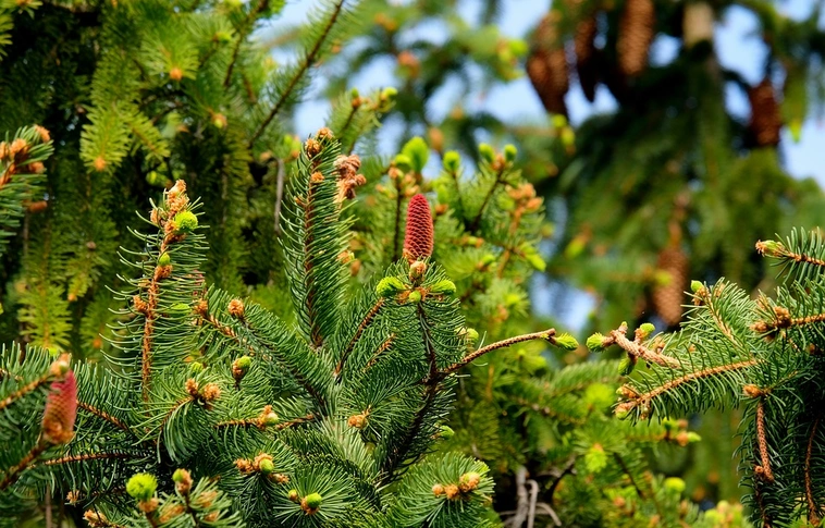 Több mint 20 százalékkal is nőhet a lucfenyők ára idén