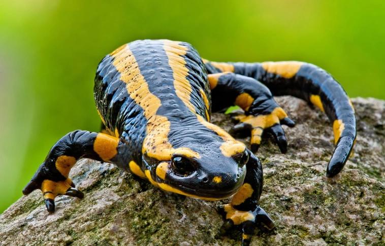 A foltos szalamandra az év kétéltűje 2019-ben