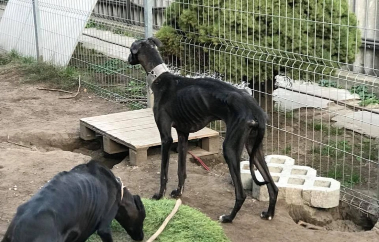 Szörnyű tett: halálra éheztette kutyáit egy borsodi tanyán