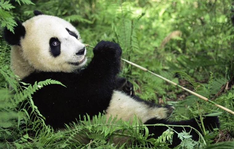 Hazánkban élhetett a panda őse, Rudabányán találtak rá bizonyítékot