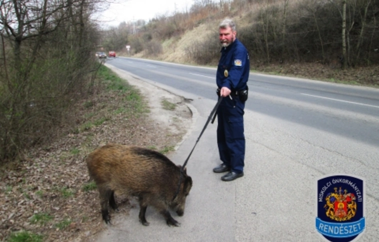 Miskolc környékén is vonzzák a vaddisznókat az elhanyagolt területek