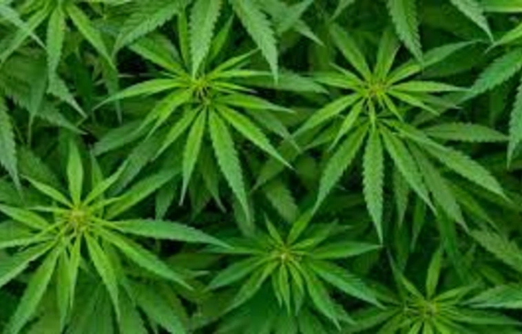 Első ízben kapott forgalmazási engedélyt Belgiumban kannabisz tartalmú gyógyszer