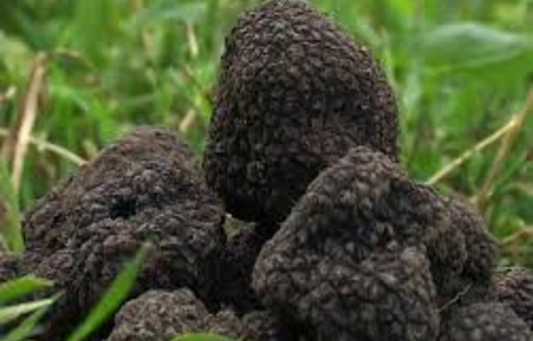 Szarvasgomba tolvajokat fogtak a lovas mezőőrök