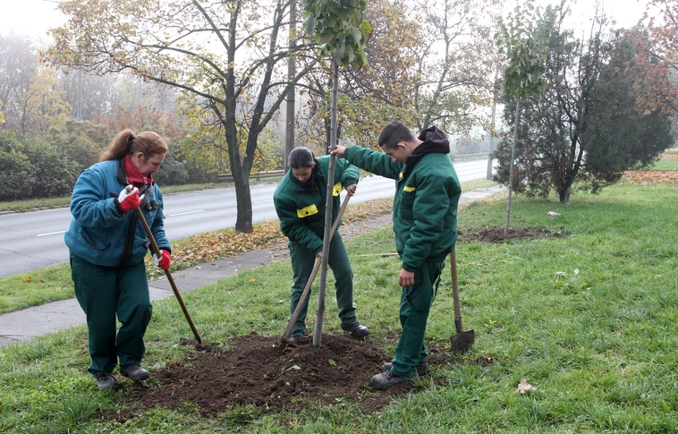 Zöld város – ősszel is fákkal, virágokkal díszítik a miskolci köztereket