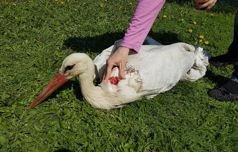 Meglőtt fehér gólyát találtak Berzéken - nem ez az első eset