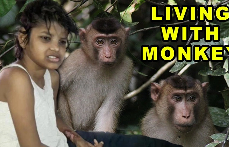 Megelevenedett Tarzan legendája - majmok nevelték fel az indiai kislányt (Videó)