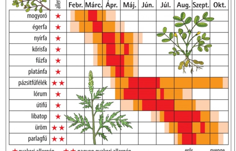 Támadnak a virágporok - pollen-naptár