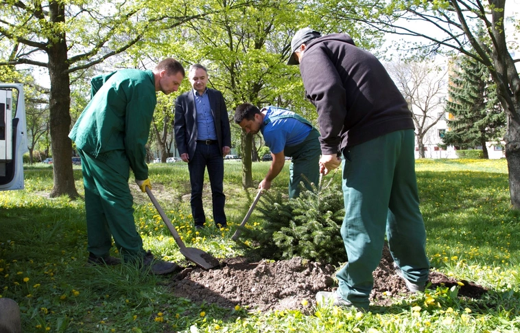 Közterületekre kerülnek az Angyalkert fenyőfái