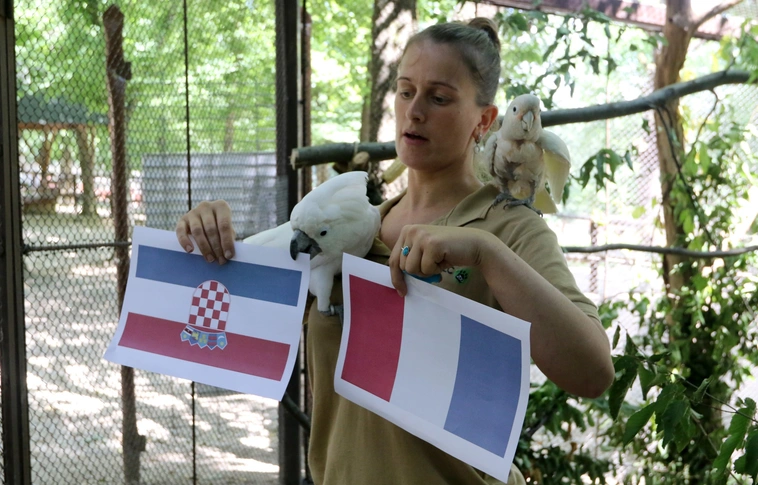 Oszkár tudja: A híres miskolci kakadu szerint Horvátország lesz a világbajnok!