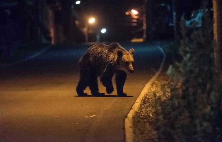 Elszabadult nagyragadozók: a csernobili zónából jöttek a medvék Magyarországra is?