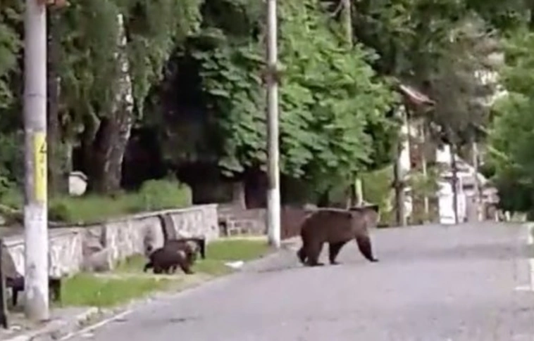 Még nincs vége, sőt: Több mint öt medve kószálhat jelenleg Magyarországon!