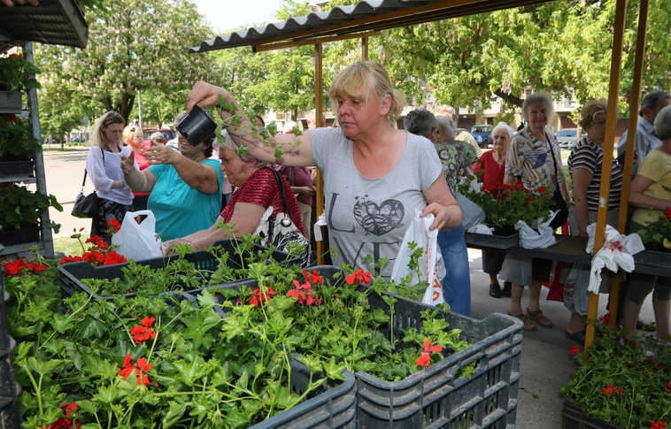 Muskátlit adnak az utcák, udvarok, otthonok díszítéséhez (Képgalériával)